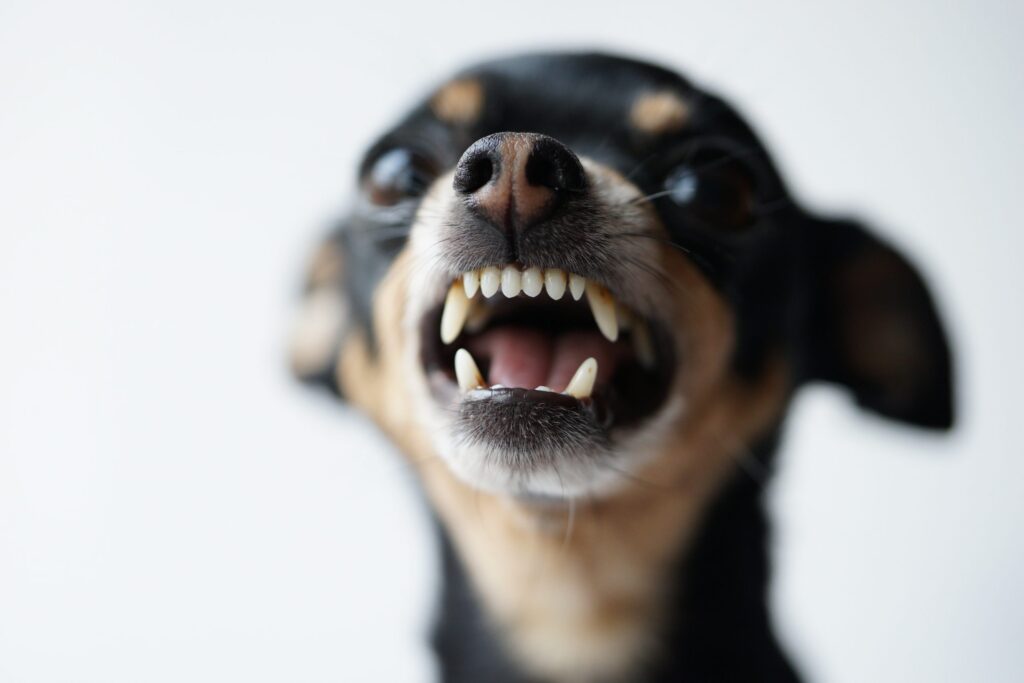 dog attack lawyer NH