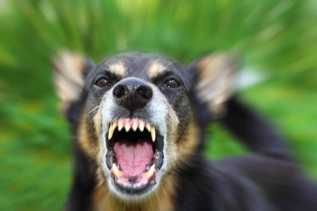 animal attack lawyer nh
